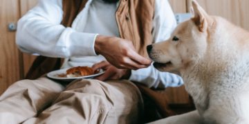 Overweight Dog: How obesity affects your pets health