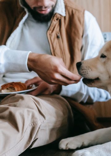 Overweight Dog: How obesity affects your pets health