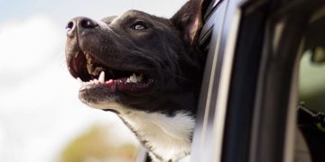 Comparison of Popular Pet Heartworm Medications