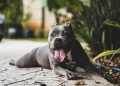 Pet Health Insurance: How does it work
