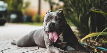 Pet Health Insurance: How does it work