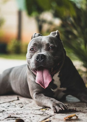 Pet Health Insurance: How does it work