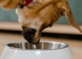 Raw Diet For Dogs: How to get started