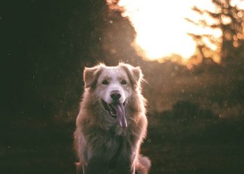 The Key Natural Dietary Fats For Every Raw Fed Dog Needs