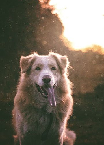 The Key Natural Dietary Fats For Every Raw Fed Dog Needs