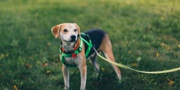 10 Things a New Pet Owner Should Know