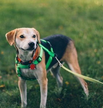 10 Things a New Pet Owner Should Know